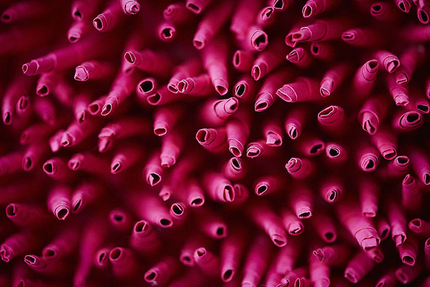 I've Spent 4 Months To Create This Coral Piece With Paper