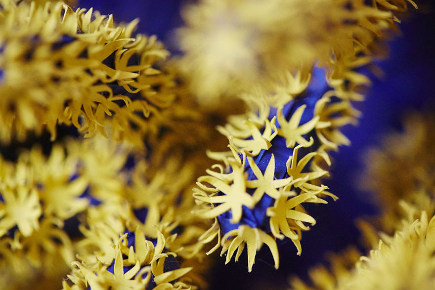 I've Spent 4 Months To Create This Coral Piece With Paper