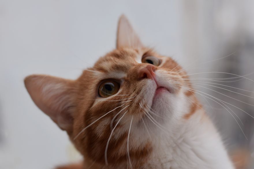 Photographer Captured Secret Lives Of Street Cats In Latvia Photographer Captured Secret Lives Of Street Cats In Latvia