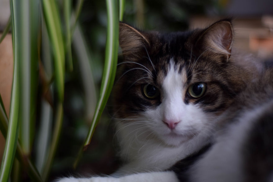 Photographer Captured Secret Lives Of Street Cats In Latvia Photographer Captured Secret Lives Of Street Cats In Latvia