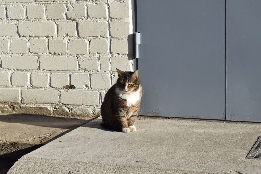 Photographer Captured Secret Lives Of Street Cats In Latvia Photographer Captured Secret Lives Of Street Cats In Latvia
