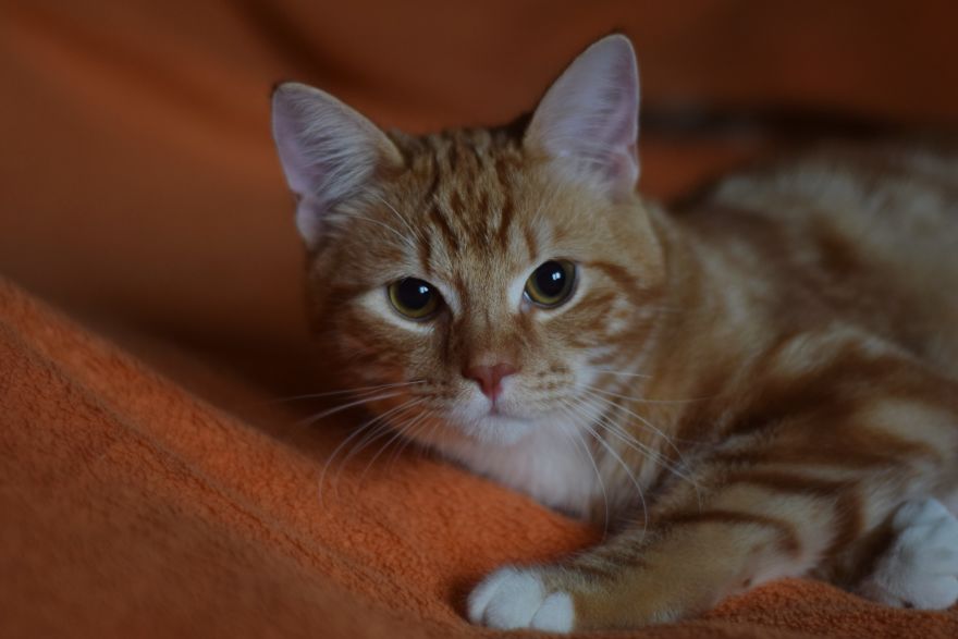 Photographer Captured Secret Lives Of Street Cats In Latvia Photographer Captured Secret Lives Of Street Cats In Latvia