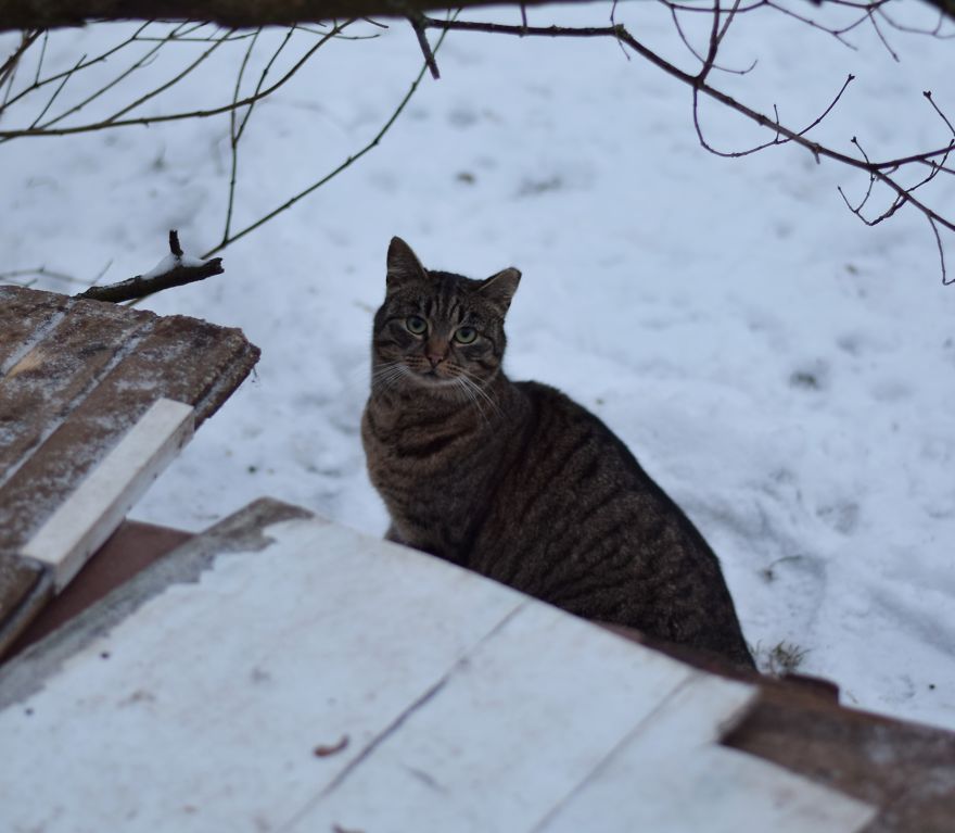 Photographer Captured Secret Lives Of Street Cats In Latvia Photographer Captured Secret Lives Of Street Cats In Latvia