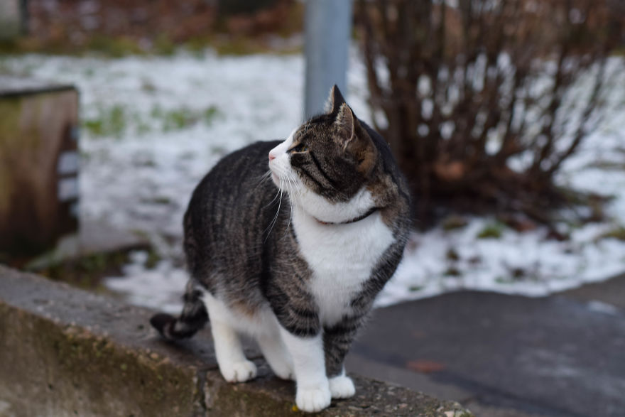 Photographer Captured Secret Lives Of Street Cats In Latvia Photographer Captured Secret Lives Of Street Cats In Latvia