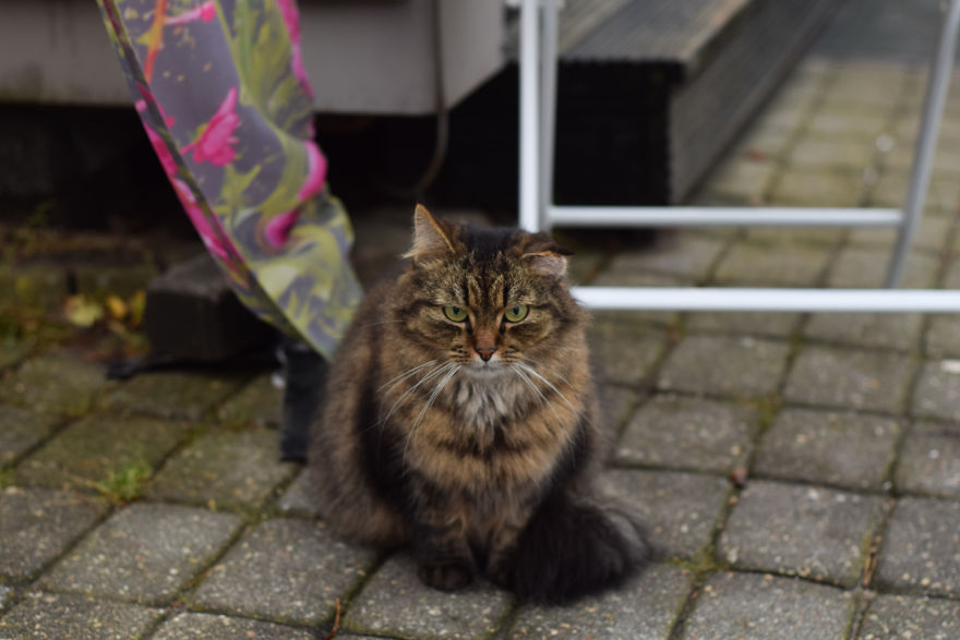 Photographer Captured Secret Lives Of Street Cats In Latvia