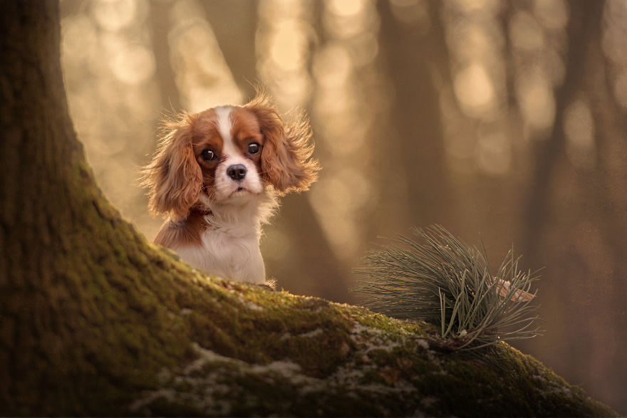 Photographing Naughty Dogs