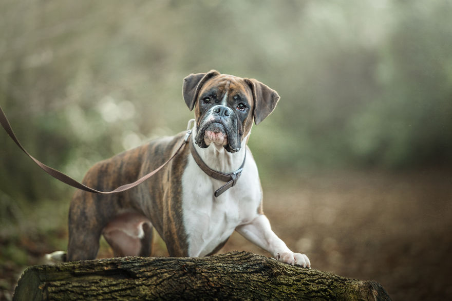 Photographing Naughty Dogs