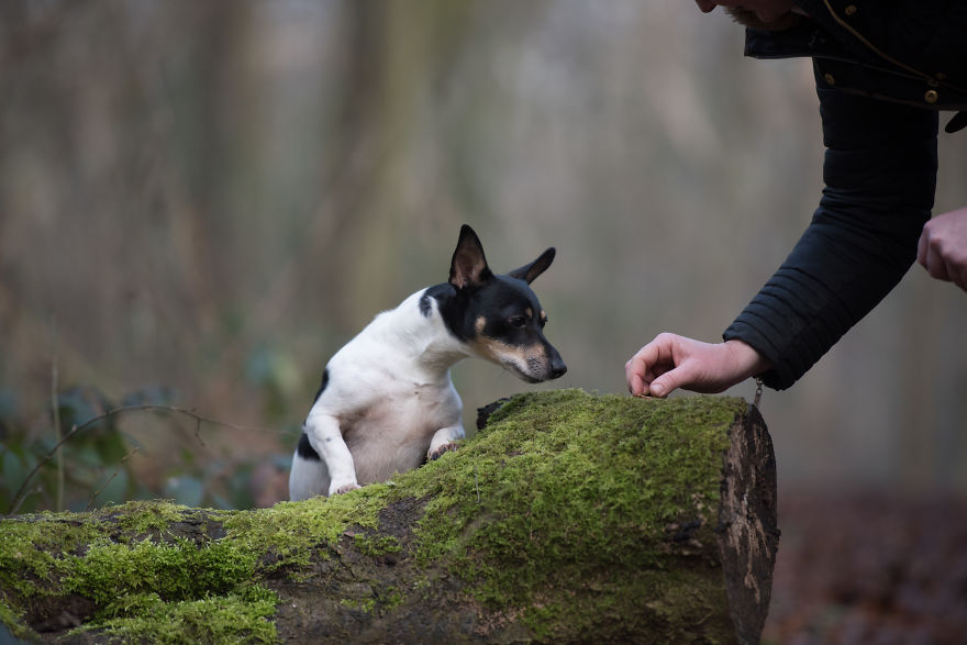 Photographing Naughty Dogs