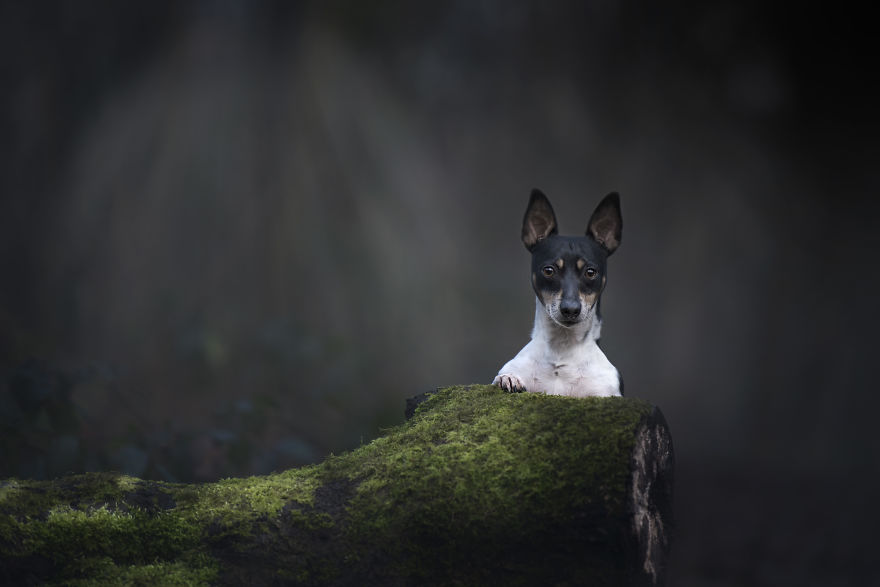 Photographing Naughty Dogs