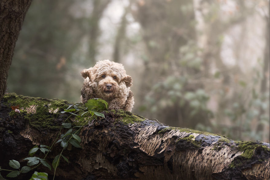 Photographing Naughty Dogs