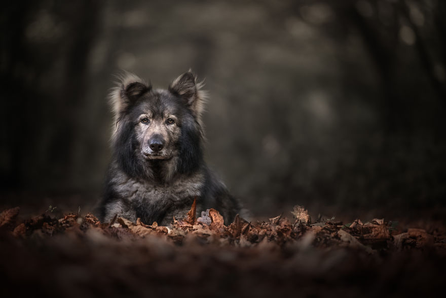 Photographing Naughty Dogs