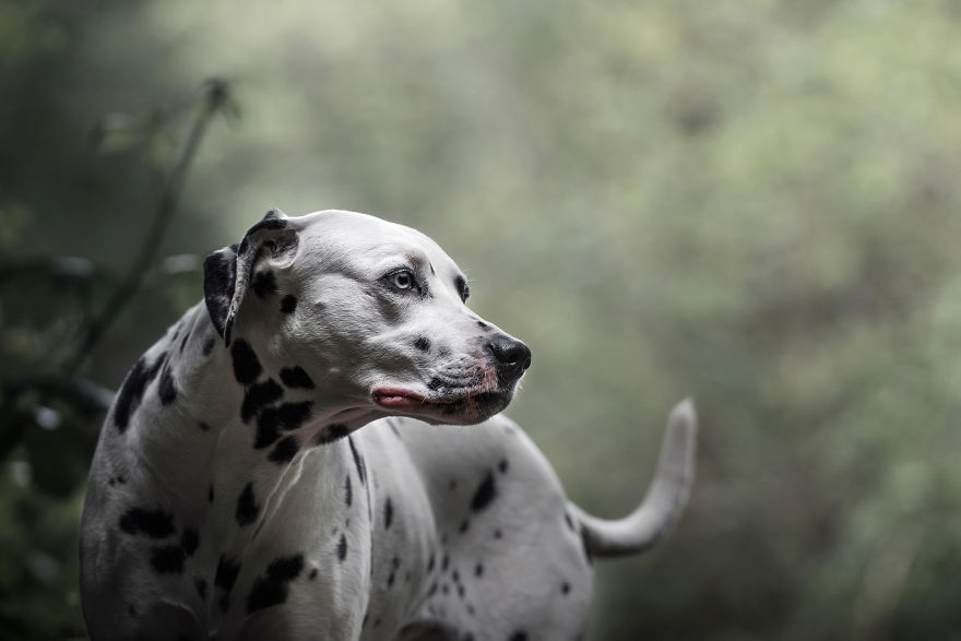 Photographing Naughty Dogs