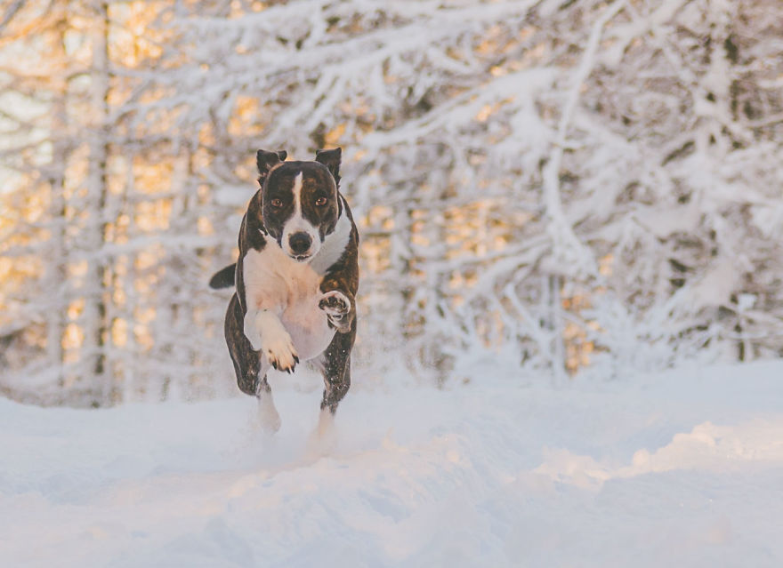 Rescue Dogs Turned Into Models