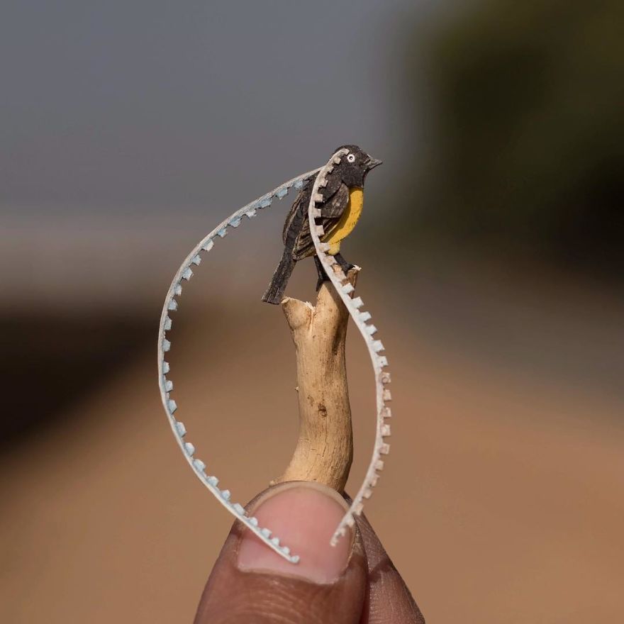 The King Of Saxony Bird Of Paradise