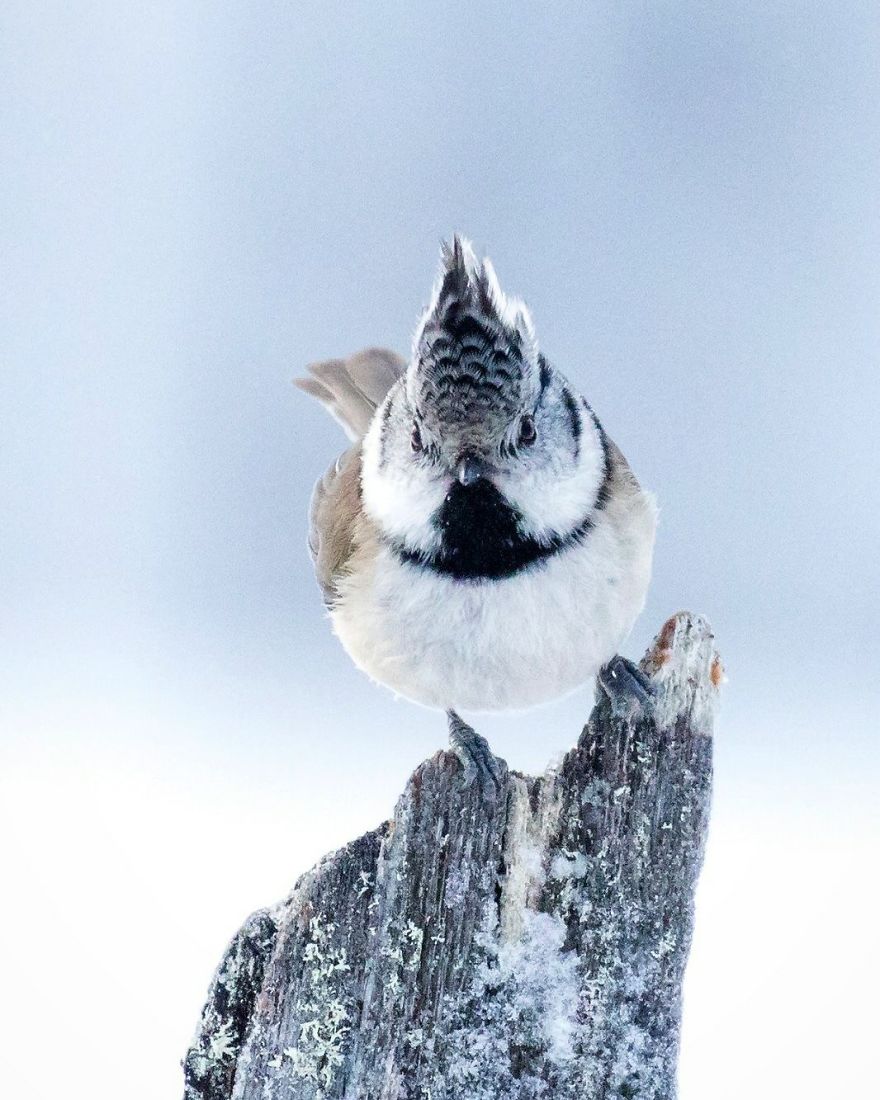 Photographer Spends Months In Forest Capturing Angry Birds In Real Life