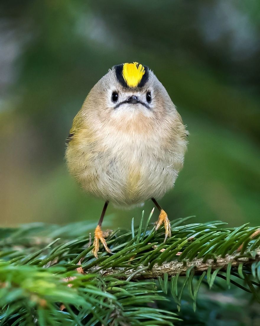 Photographer Spends Months In Forest Capturing Angry Birds In Real Life