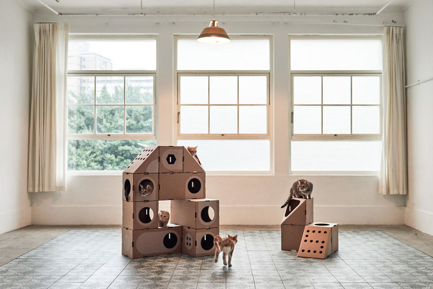 Architect Couple Turns Cardboard Boxes Into Stackable Cat Fort, And Here's How Cats React