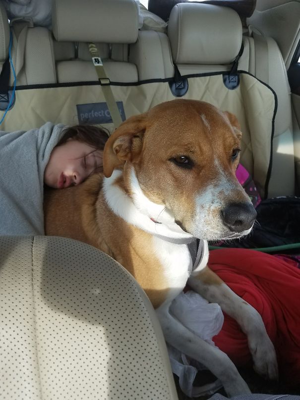 Best Car Trip Pillow!