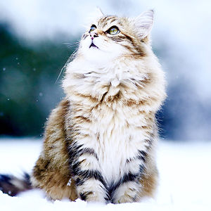 michaelarobbins avatar