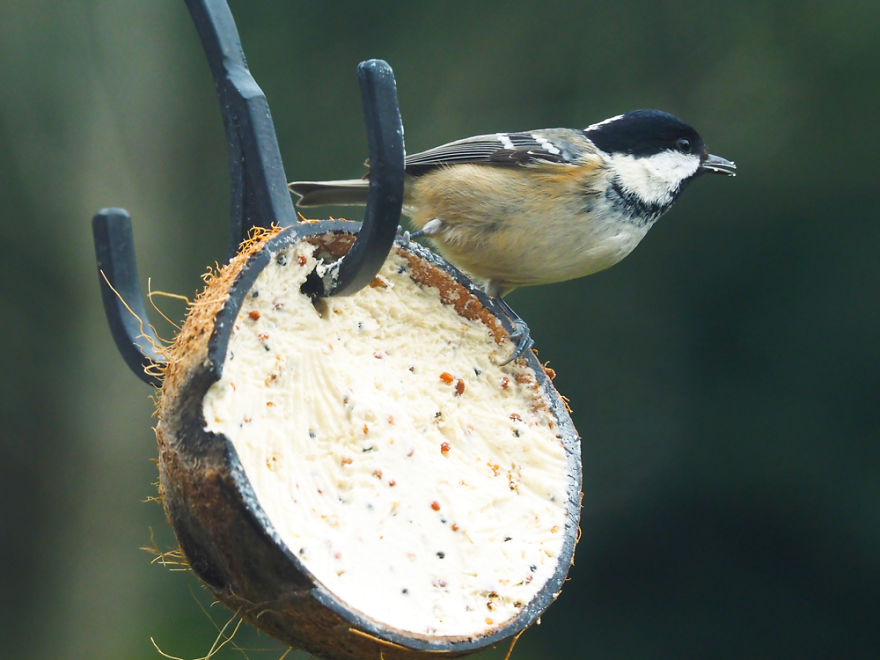 I Took These Wildlife Shots From My Living Room Window I Took These Wildlife Shots From My Living Room Window