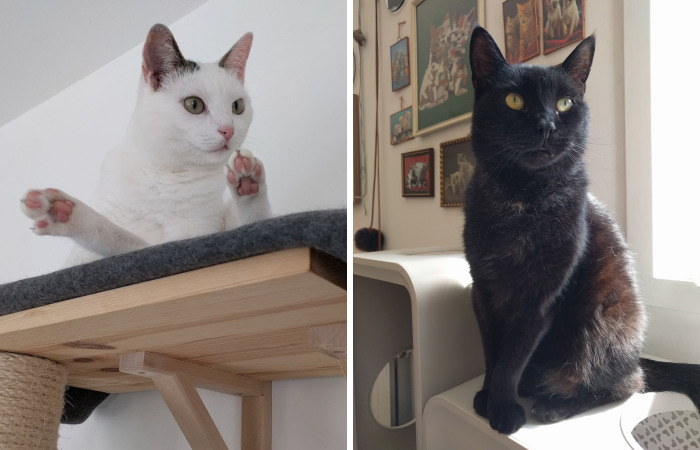 The Black And White Of Cats