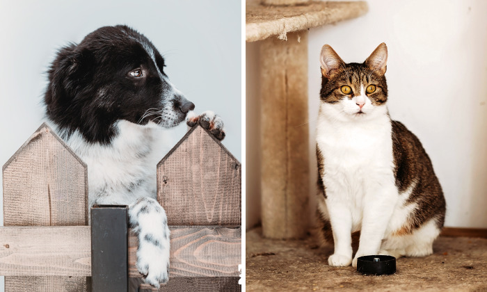 I Take Professional Photos For Abandoned Animals To Help Them Find A New Home