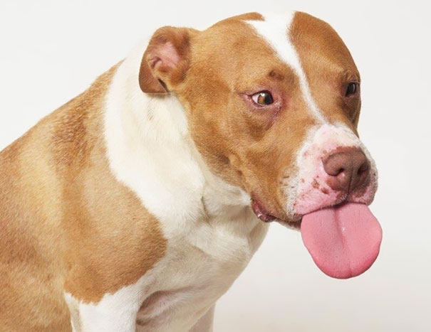 The Local Shelter Brought In A Professional Photographer To Capture The Dogs' Personalities. This One Is A Winner