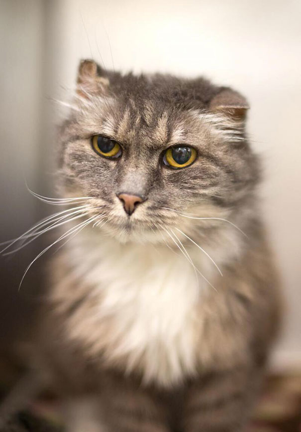 A Cat At The Shelter I Volunteer At Looks Like A Baboon