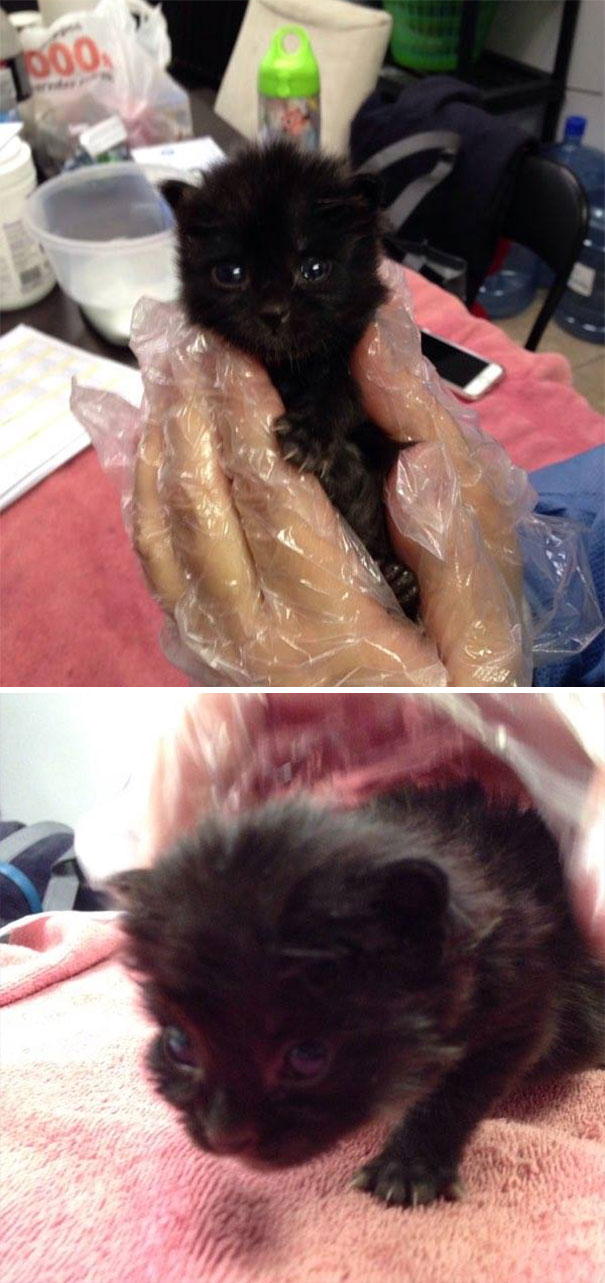 Look At This 2 Week Old Mofo, Look At Him! I Volunteer At A Cat Shelter, Meet Zander