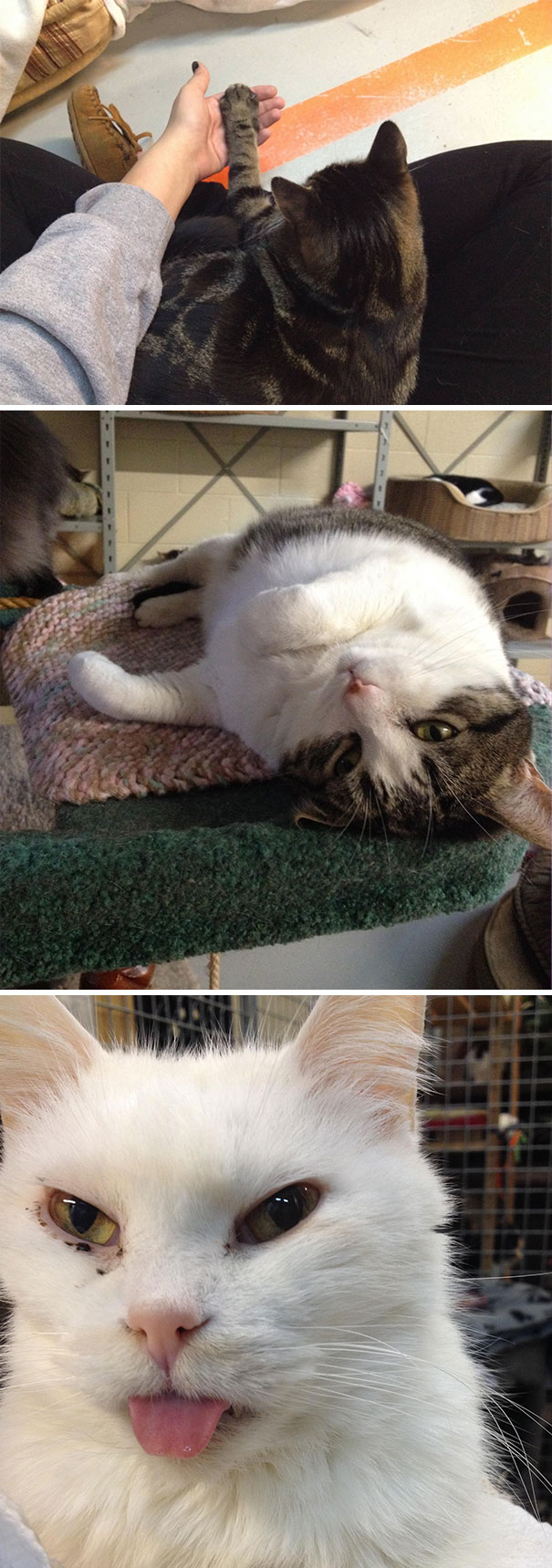 I Volunteer At A Kitty Shelter