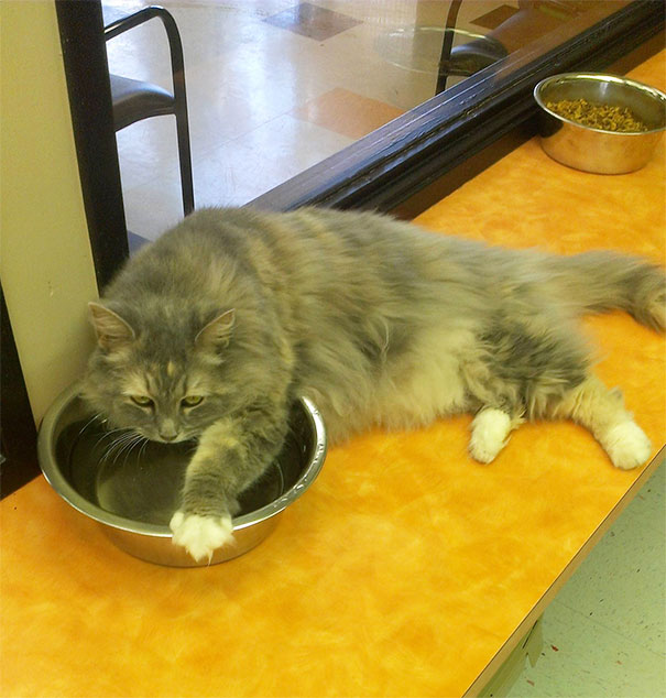 I Volunteer At The Animal Shelter, And This Is The Laziest Cat I've Ever Seen. This Is How She Was Drinking Water
