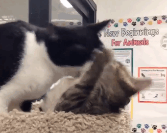 Oh! You're Filming? Nice Kitten!