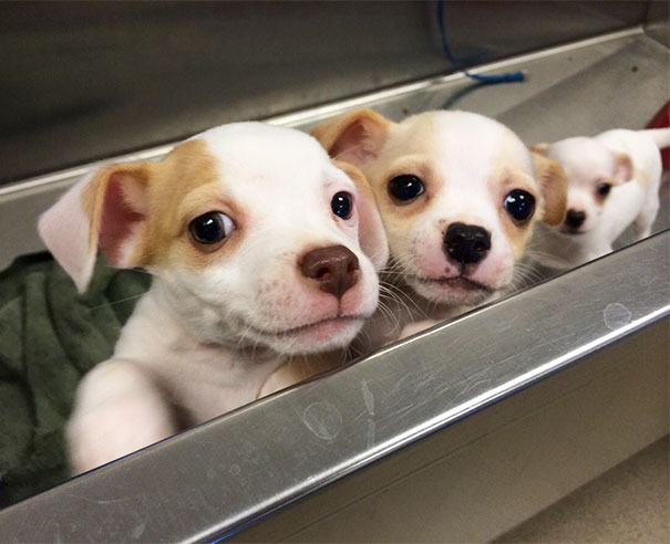 Just Started Volunteering At The Local Animal Shelter And Was Not Prepared For The Cute Overload. This Greeted Me At First Sight