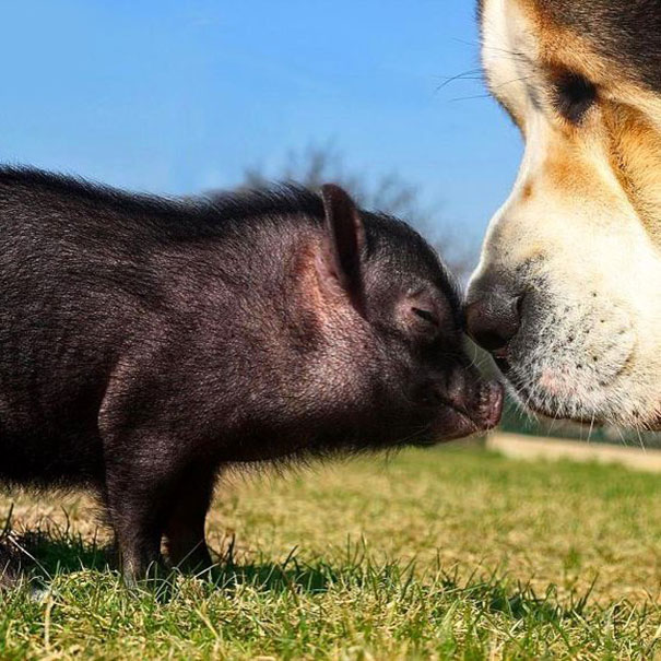 Just Look At Those Two Shelter Friends