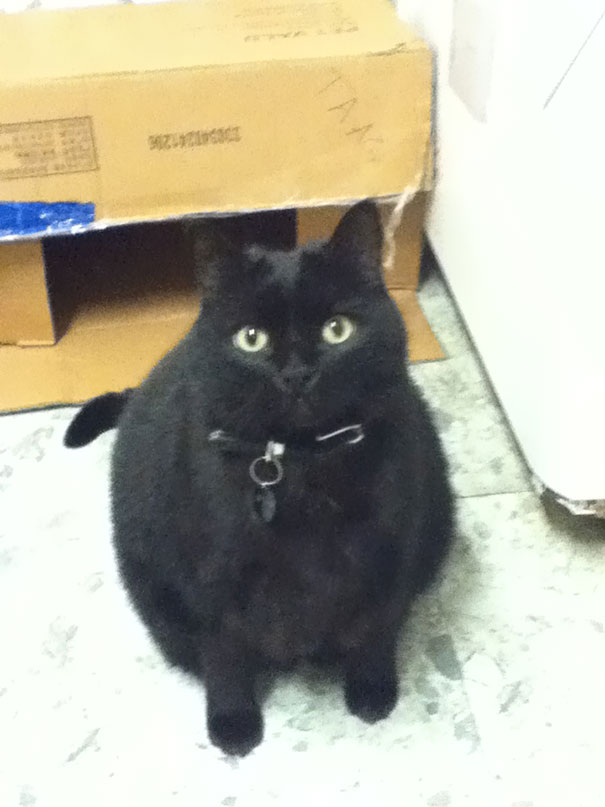 I Volunteer At A Shelter. This Is One Of My Favorite Kitties: Sir Bob. He's Been At The Shelter For Years And No One Has Adopted Him. How Can You Not Want That Face?