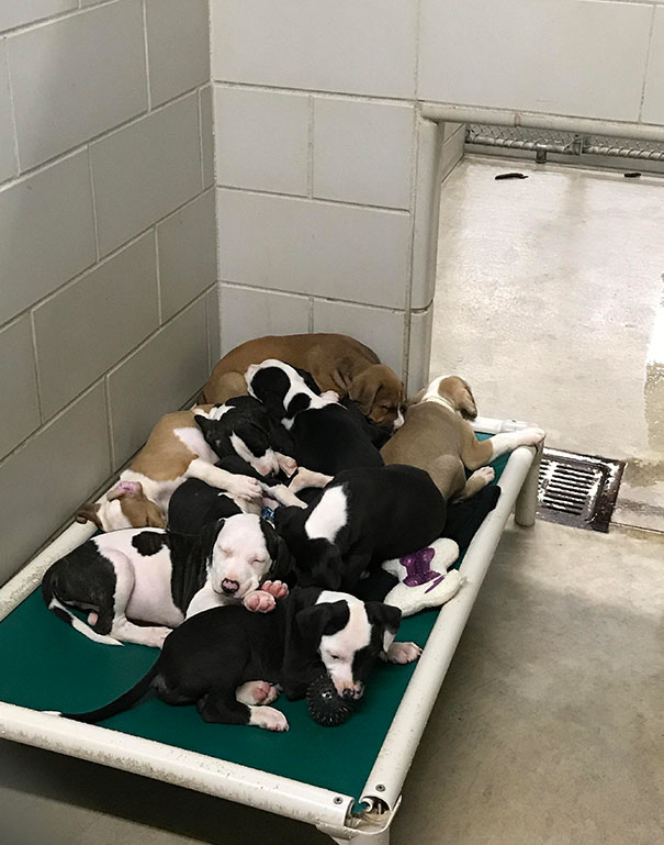 When You Work At An Animal Shelter And A Littler Of 9 Puppies Comes In... Cuteness Will Ensue