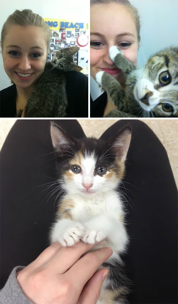 I Volunteer At A Cat Shelter. I Thought You Might Enjoy Some Of The Cats I Work With