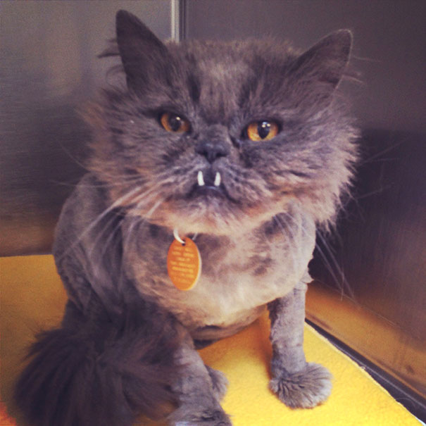 I Volunteer At An Animal Shelter And This Little Guy Turned Up As A Stray