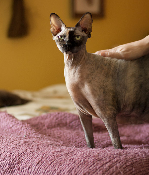 I Volunteer For A Shelter And Take Pictures Of All Their Pets. This Is Probably The Most Interesting One Of Them All