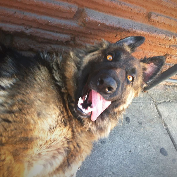 This Is Cheyenne, Which Must Mean "Derpy One" In Native American