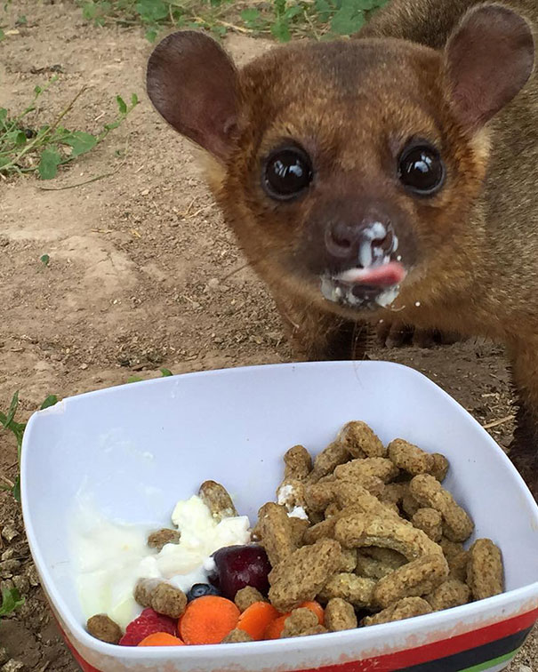 Dinner Time At Wild Wonders Utah! You Know It's Good When It Gets All Over Your Face