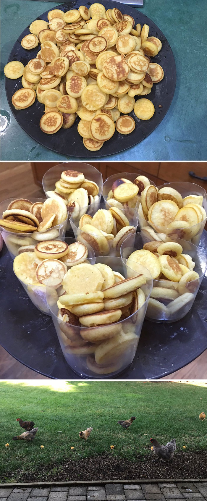 So This Morning I Made My Chickens Tiny Pancakes Bc I Love Them And They Is Good Chickens