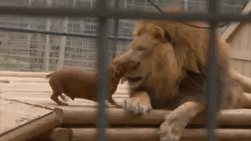 This Lion’s Name Is Bonedigger And He Was Born With A Crippling Bone Disease, So The Keepers Introduced Three Dachshunds Abby, Bullet And Milo To Give Him Companionship. They’re His Pride Now