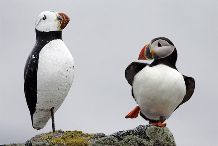 Just Doing Their Best To Fit In!