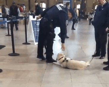 Police Doggos At The Train Station Not Wanting To Police