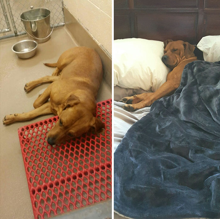 Toby At The County Shelter 2 Years Ago And Is Now King Of Our House