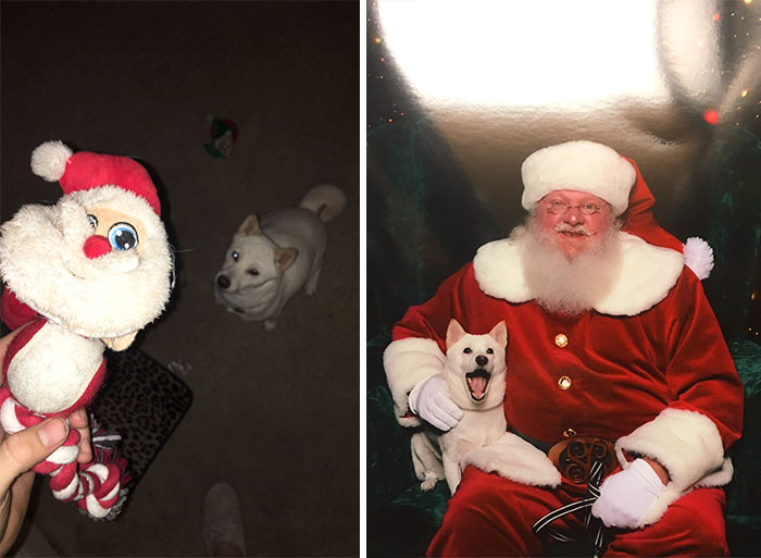 My Dogs Favorite Toy Is Santa, So We Brought Her To See Him