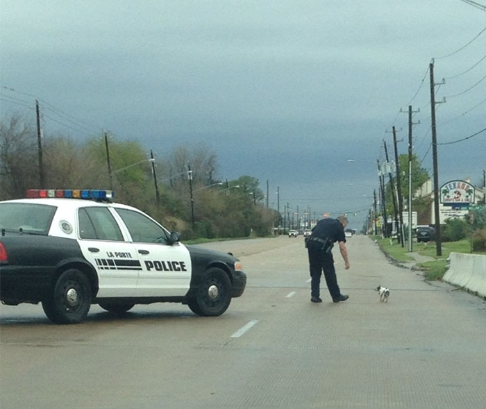 This Police Officer Stopped Traffic, In The Rain, To Save This Wet And Limping Little Dog. Faith In Humanity Restored