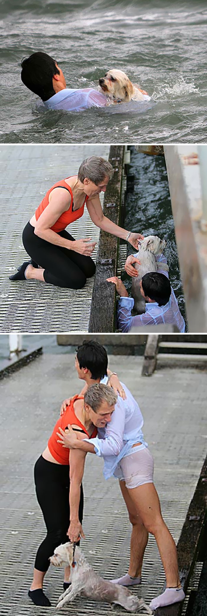 Woman Was Walking With Her Shih Tzu Dog On A Pier In Melbourne When The Wind Threw Him Into The Bay. Stranger Claimed In Life Into Rough Ferocious Waters To Save Him