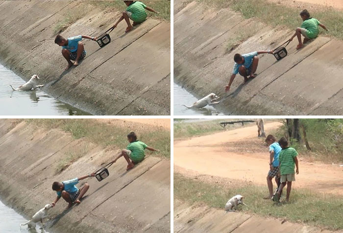 This Dog Had Fallen Into A Ravine And These Kids Rescued It Back Safely